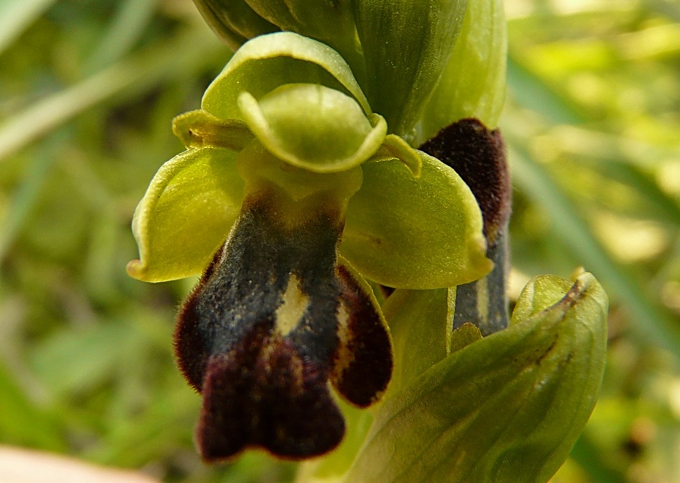 Tra le Opuntia ficus indica, quante sorprese...........